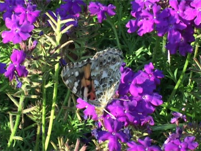 Distelfalter ( Vanessa cardui ), Flügelunterseite : Moers, in unserem Garten, 03.08.2003